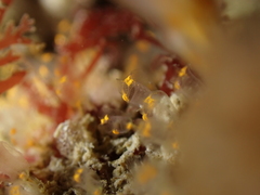 Pycnoclavella aurilucens