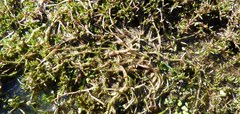 Crassula sinclairii