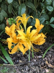 Lycoris aurea