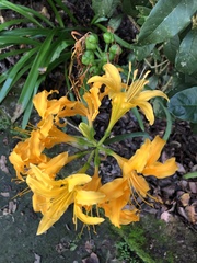 Lycoris aurea