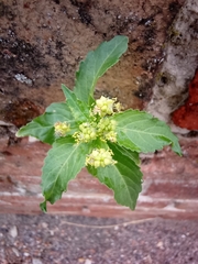 Mercurialis annua