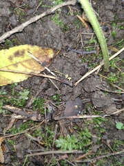 Lanzia luteovirescens