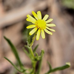 Senecio spanomerus