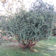 Ehretia rigida nervifolia