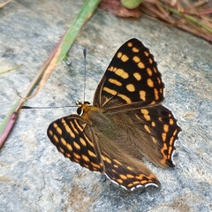Dodona durga