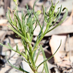 Senecio spanomerus
