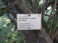 Ehretia rigida nervifolia