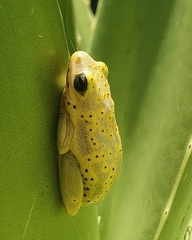 Hyperolius viridiflavus