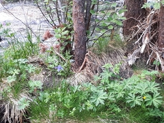 Aquilegia alpina
