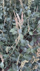 Amaranthus retroflexus