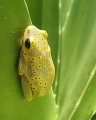 Hyperolius viridiflavus