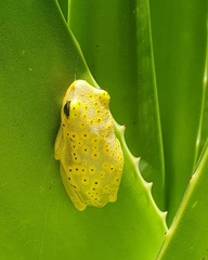 Hyperolius viridiflavus