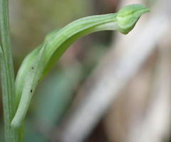 Habenaria arenaria