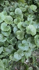 Glechoma hederacea