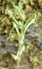 Habenaria arenaria