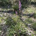Stylidium graminifolium - Photo (c) RikeF, algunos derechos reservados (CC BY-NC), subido por RikeF