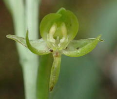Habenaria arenaria
