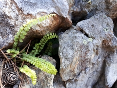Asplenium adulterinum