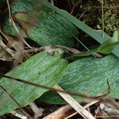 Habenaria arenaria