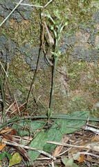 Habenaria arenaria