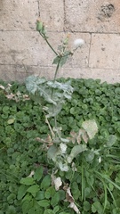 Sonchus oleraceus