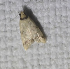 Heteroteucha anthodora