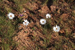 Dimorphotheca pinnata