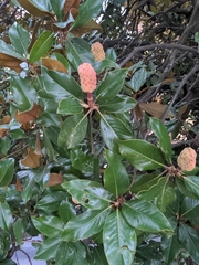 Magnolia grandiflora