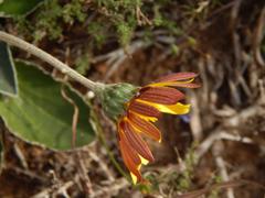 Haplocarpha lyrata