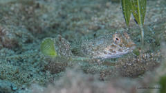 Chalinops pauciradiatus