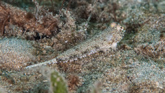 Chalinops pauciradiatus
