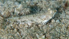 Chalinops pauciradiatus