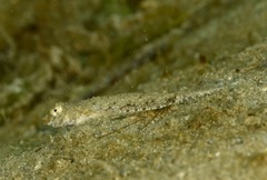 Chalinops pauciradiatus