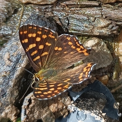 Dodona durga
