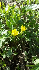 Ranunculus hispidus nitidus