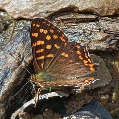 Dodona durga