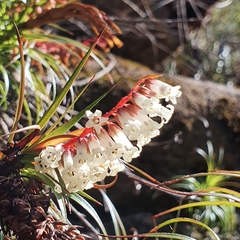 Dracophyllum secundum