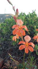 Tritonia watermeyeri