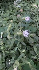Silene latifolia alba