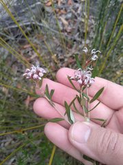 Grevillea sphacelata