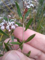 Grevillea sphacelata