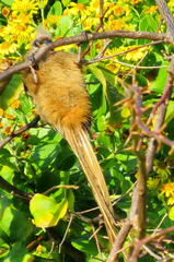 Colius striatus minor