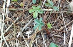 Potentilla reptans