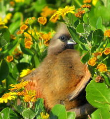 Colius striatus minor
