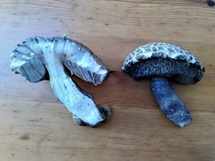 Leccinum duriusculum