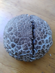 Leccinum duriusculum