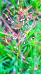 Chrysopogon