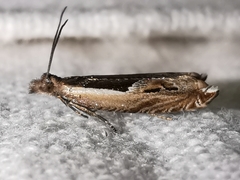 Ancylis apicella