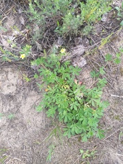 Potentilla collina