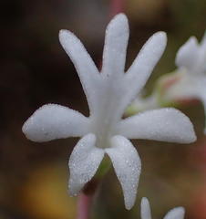 Holothrix parviflora